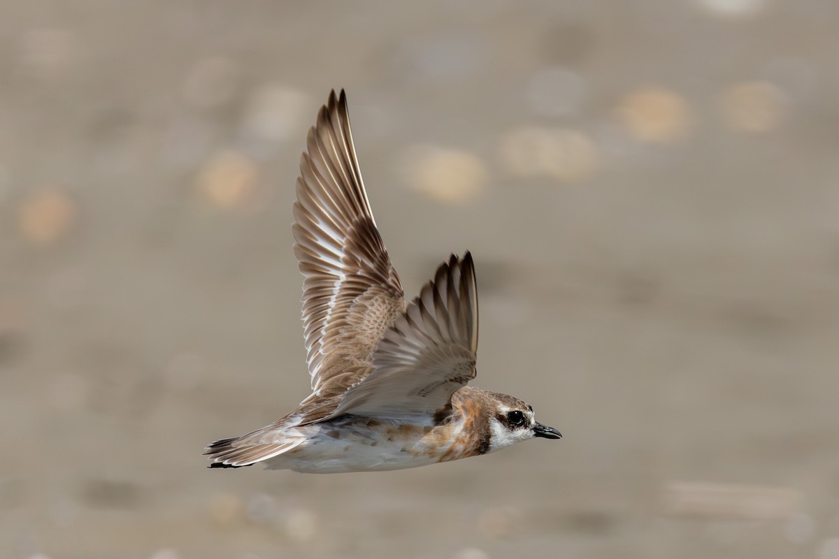 Siberian Sand-Plover - ML641274636