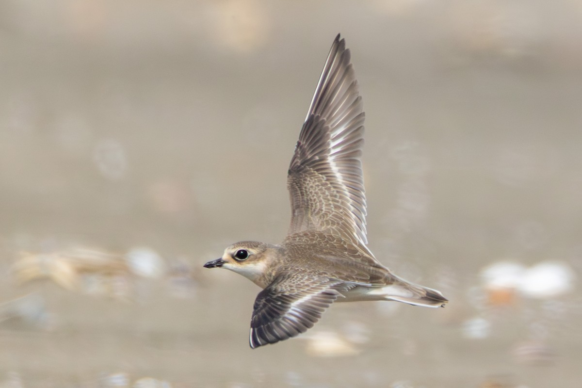 Siberian Sand-Plover - ML641274641