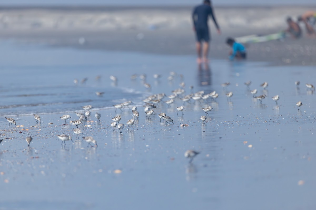 Sanderling - ML641274645