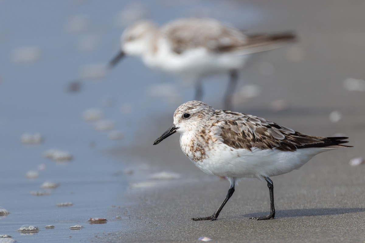 Sanderling - ML641274646