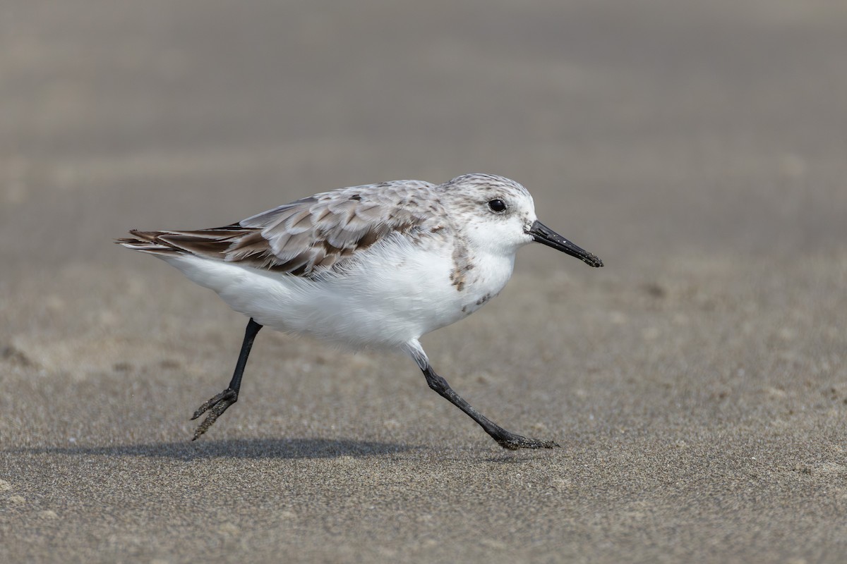 Sanderling - ML641274647