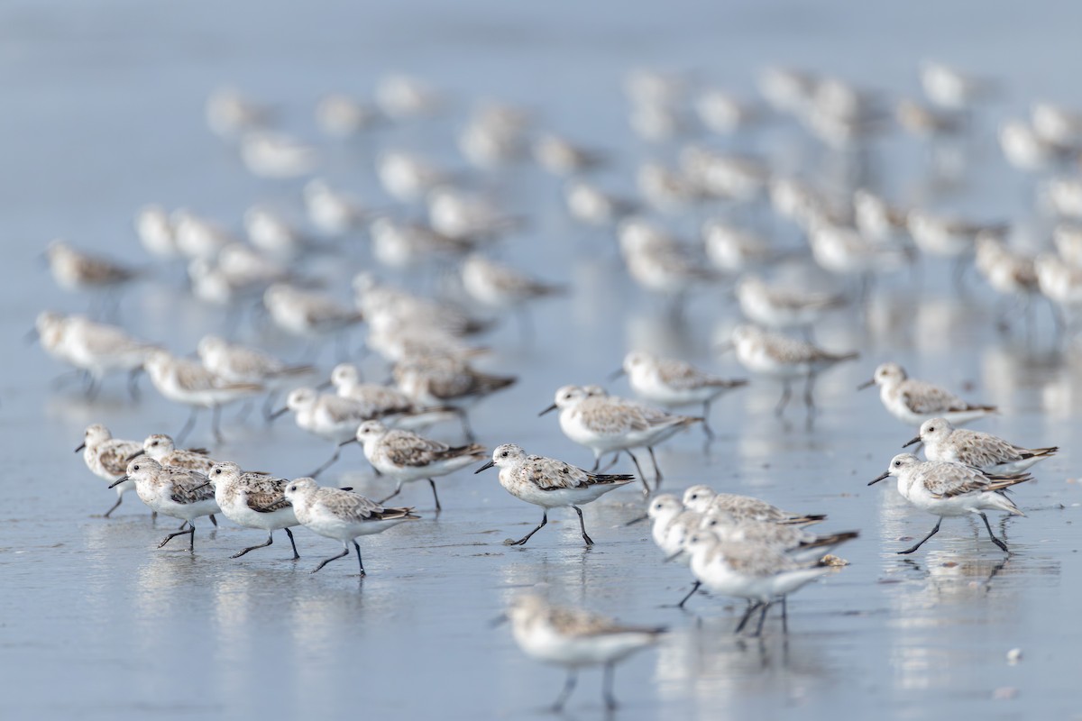 Sanderling - ML641274650