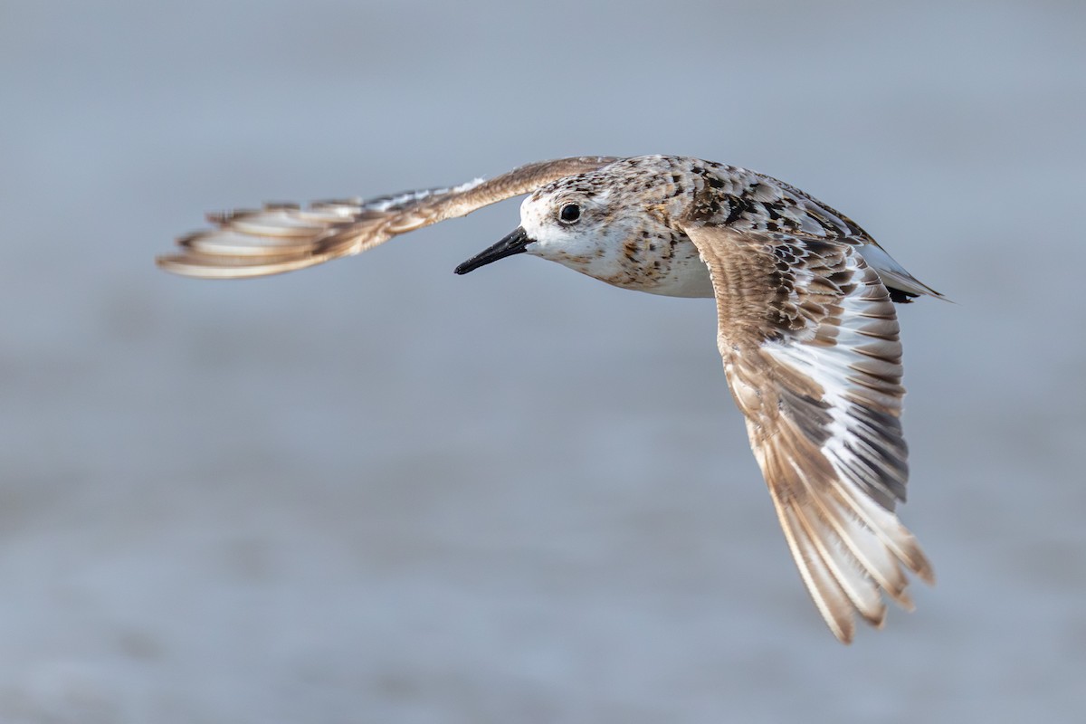 Sanderling - ML641274651