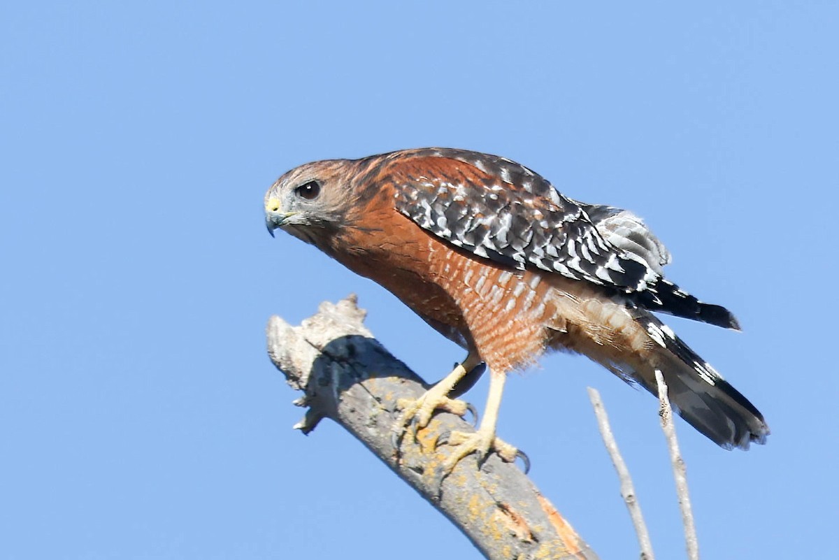 káně páskovaná (ssp. elegans) - ML641274663