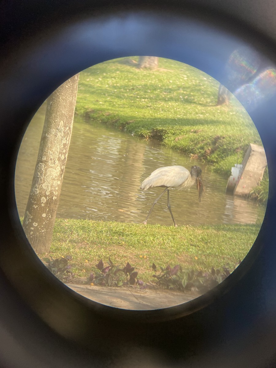 Wood Stork - ML641274665