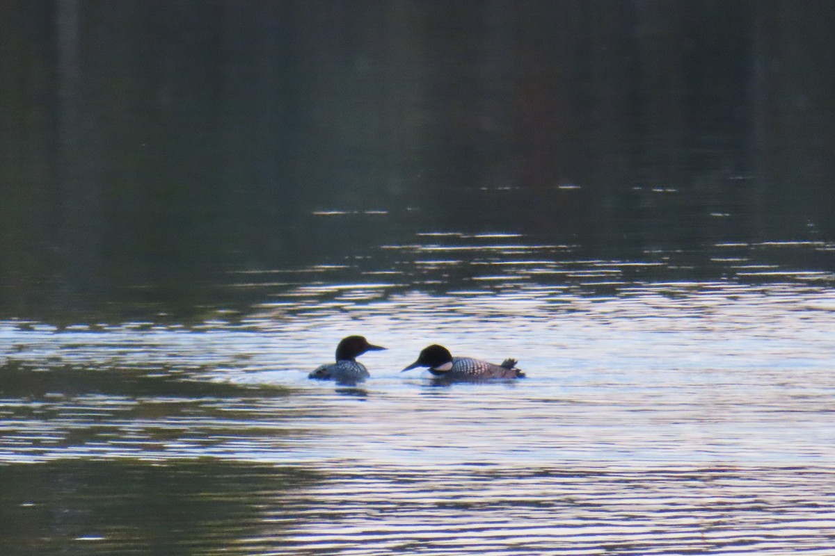 Common Loon - ML641274671