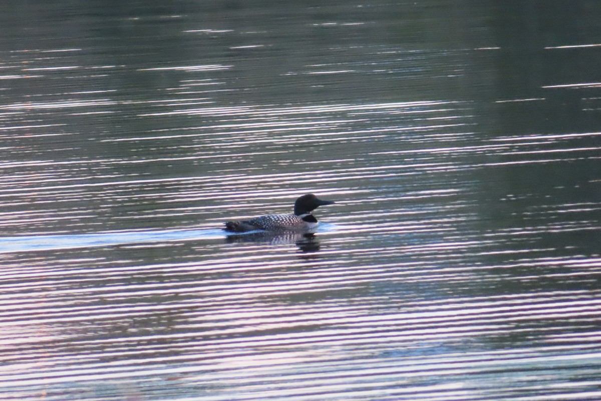 Common Loon - ML641274672