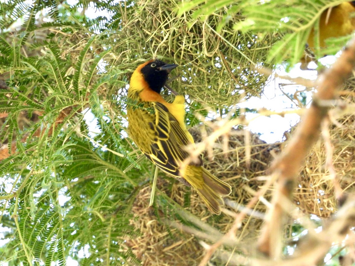 Lesser Masked-Weaver - ML641274685