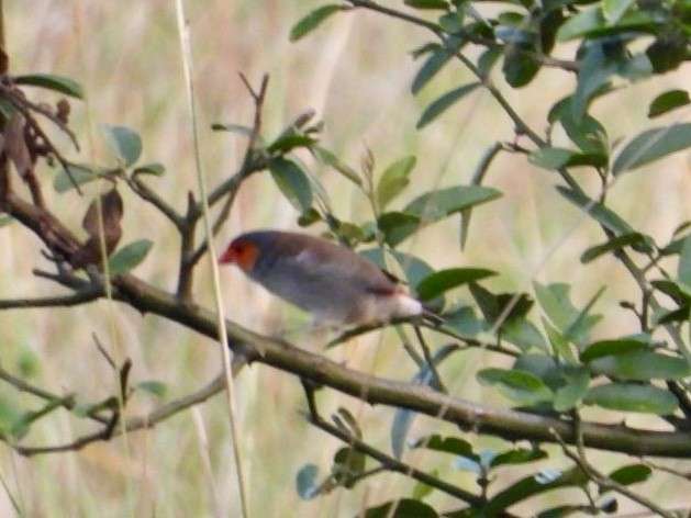 Fawn-breasted Waxbill - ML641274688