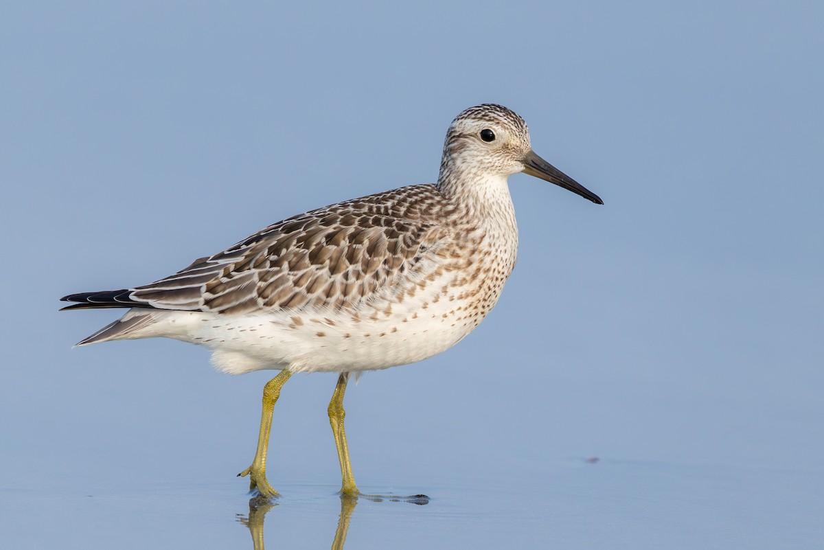 Great Knot - ML641274708