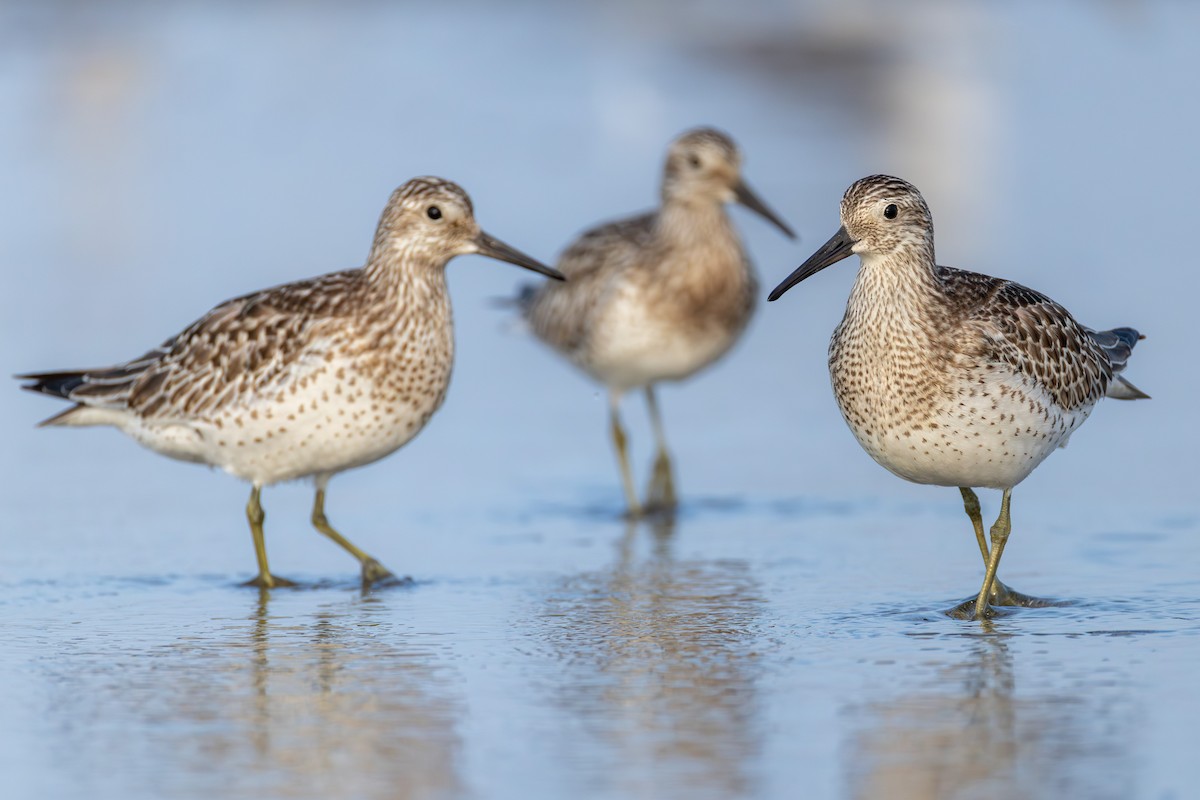Great Knot - ML641274709