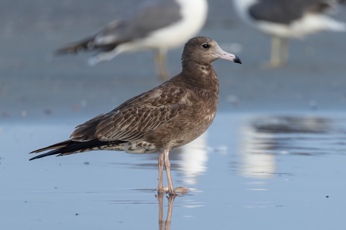 Black-tailed Gull - ML641274719