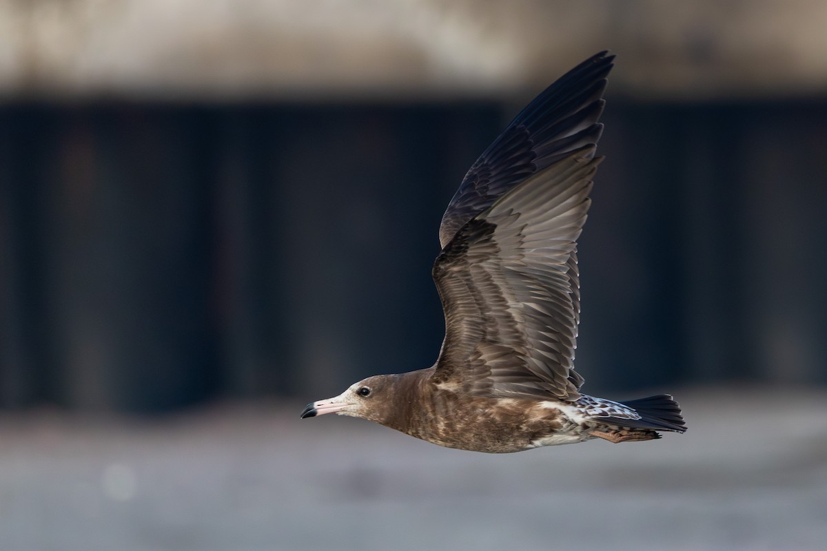 Black-tailed Gull - ML641274720