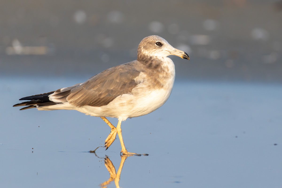 Black-tailed Gull - ML641274721