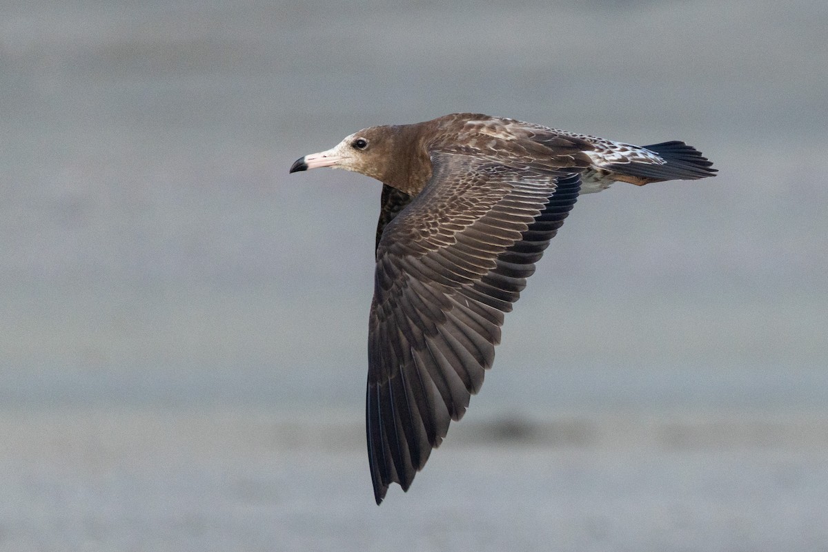 Black-tailed Gull - ML641274722