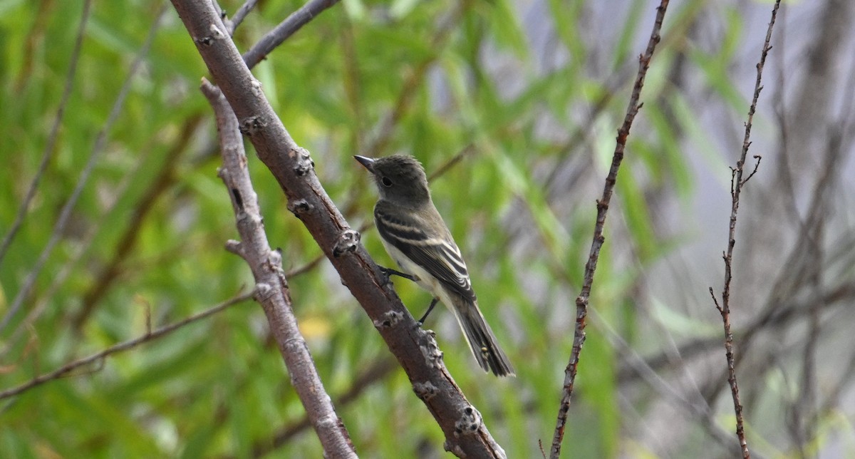 Willow Flycatcher - ML641274725