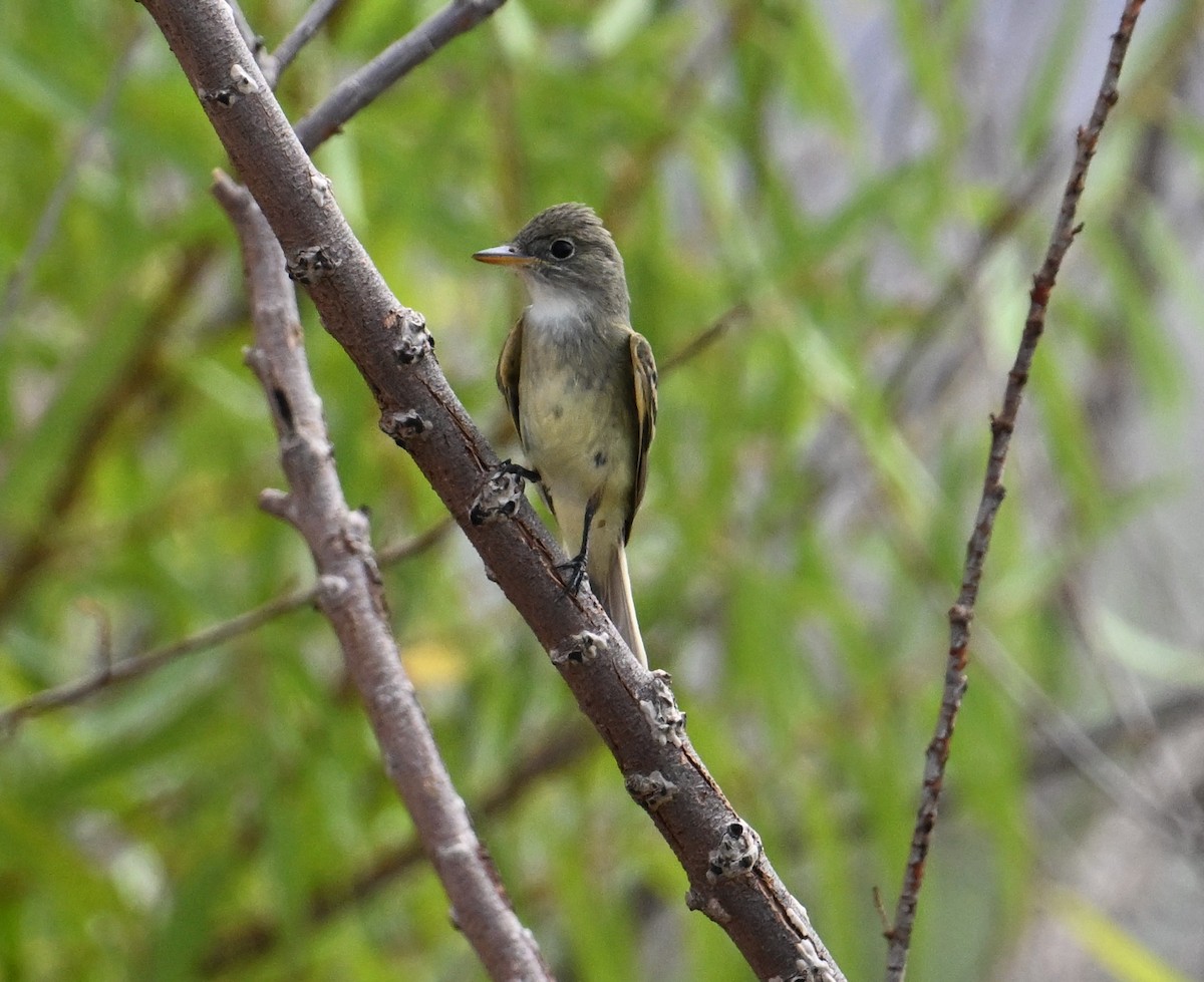Willow Flycatcher - ML641274726