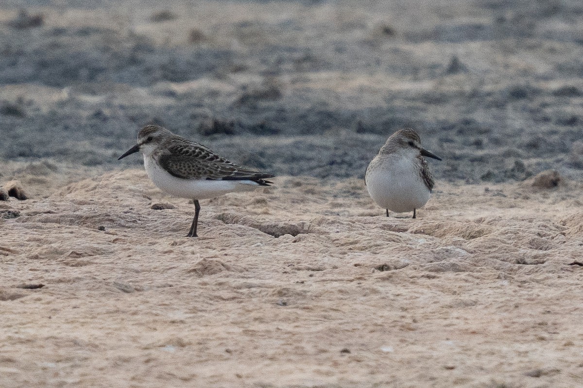 Semipalmated Sandpiper - ML641274737