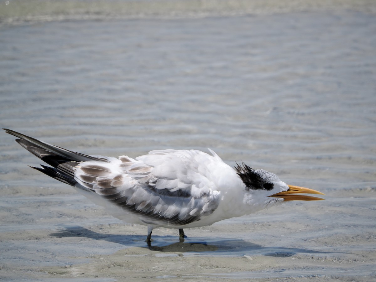Royal Tern - ML641274739