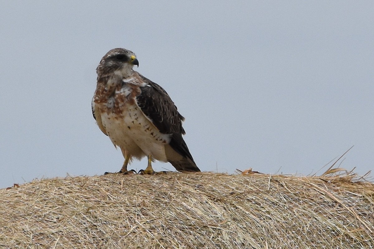 Swainson's Hawk - ML641274754