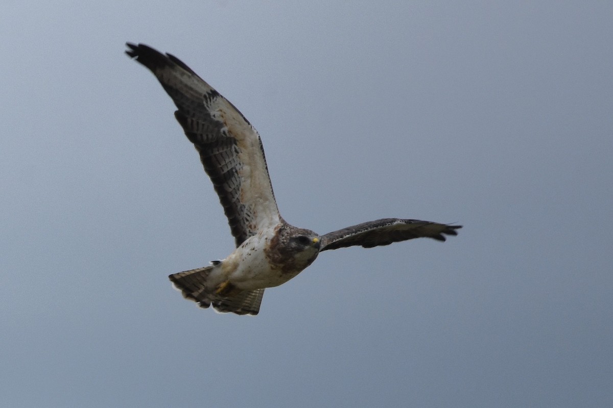 Swainson's Hawk - ML641274769