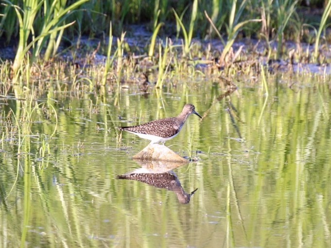 Einsiedelwasserläufer - ML641274770