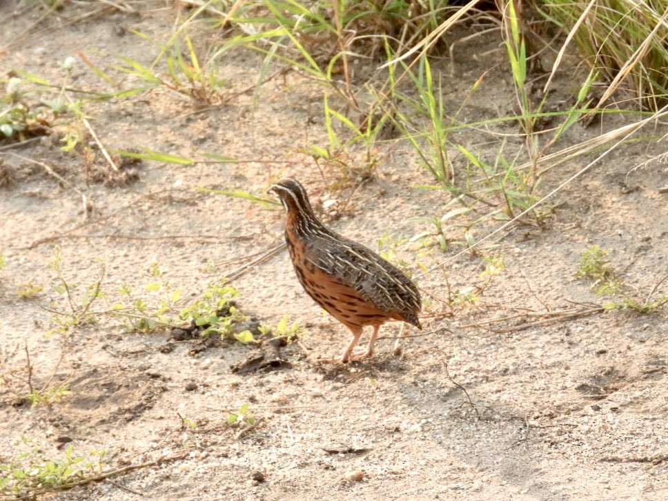 Harlequin Quail - ML641274773