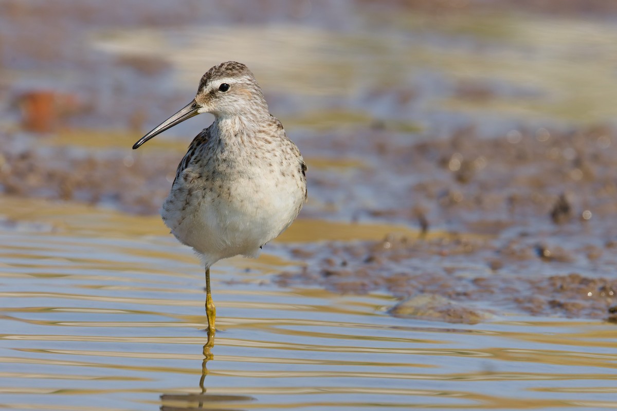Stilt Sandpiper - ML641274789