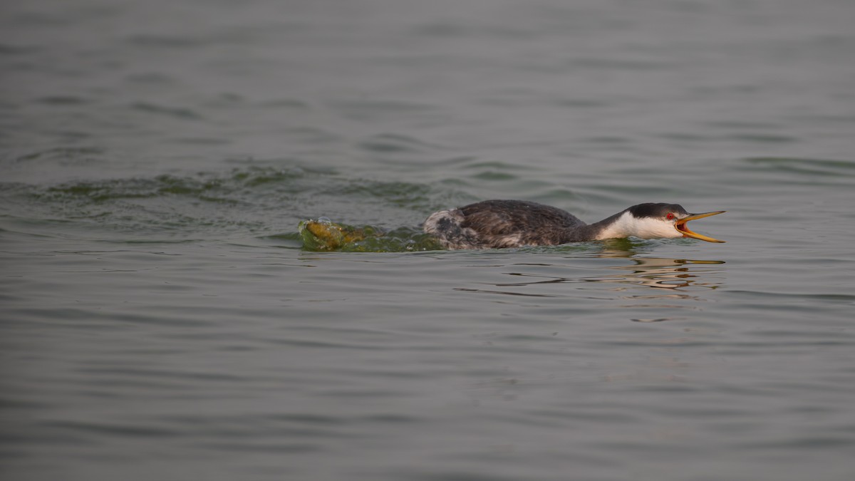 Western Grebe - ML641274792