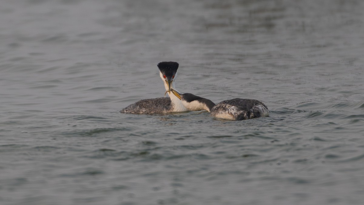 Western Grebe - ML641274793