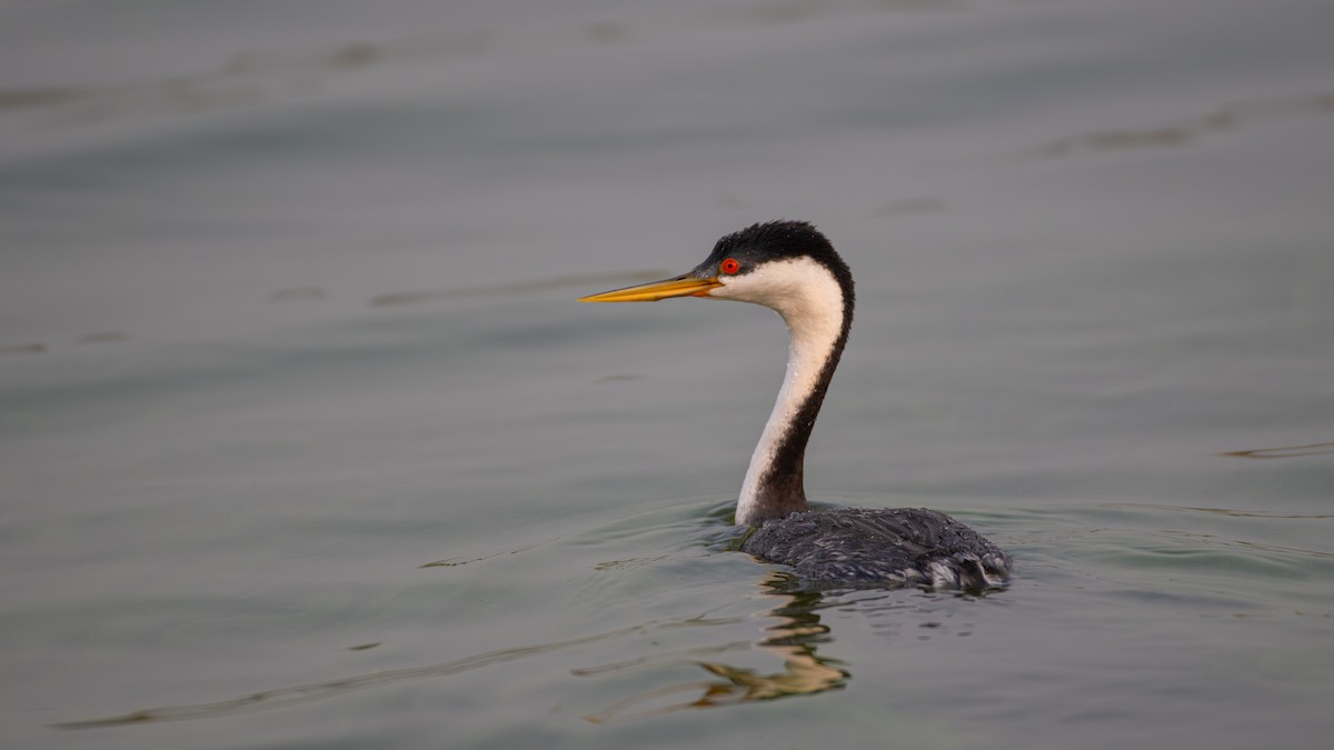 Western Grebe - ML641274794