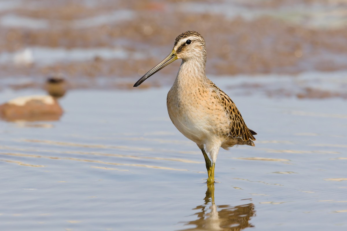 Short-billed Dowitcher - ML641274796
