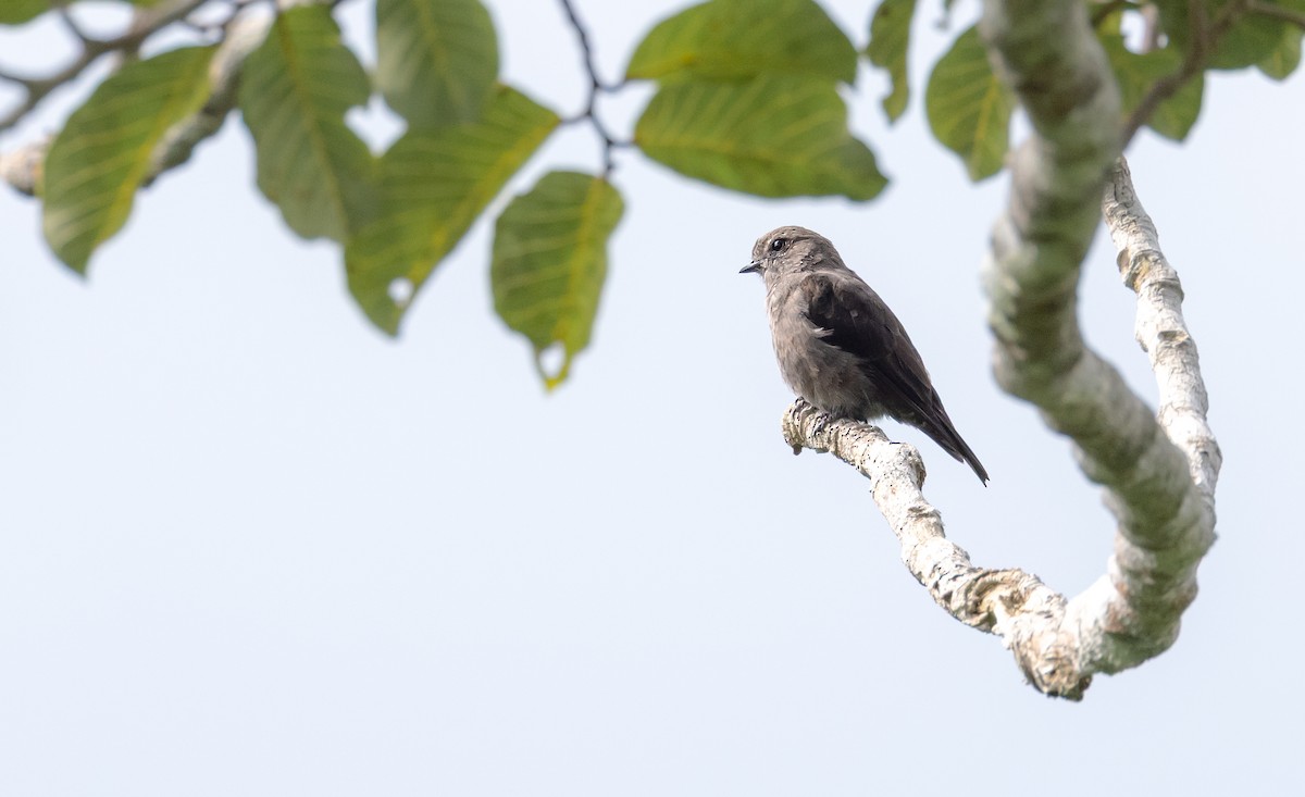 Ussher's Flycatcher - ML641274838
