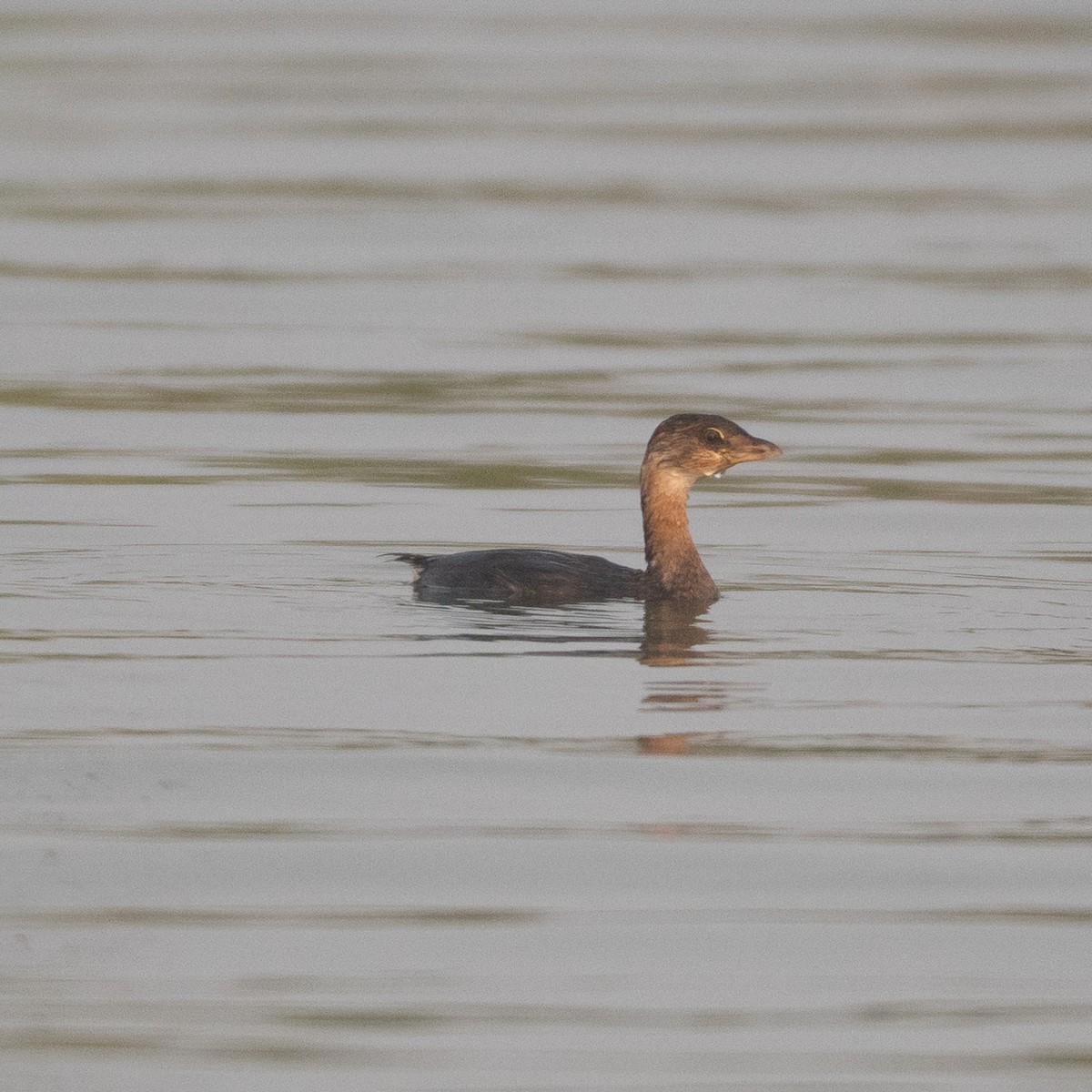 potápka americká - ML641274852