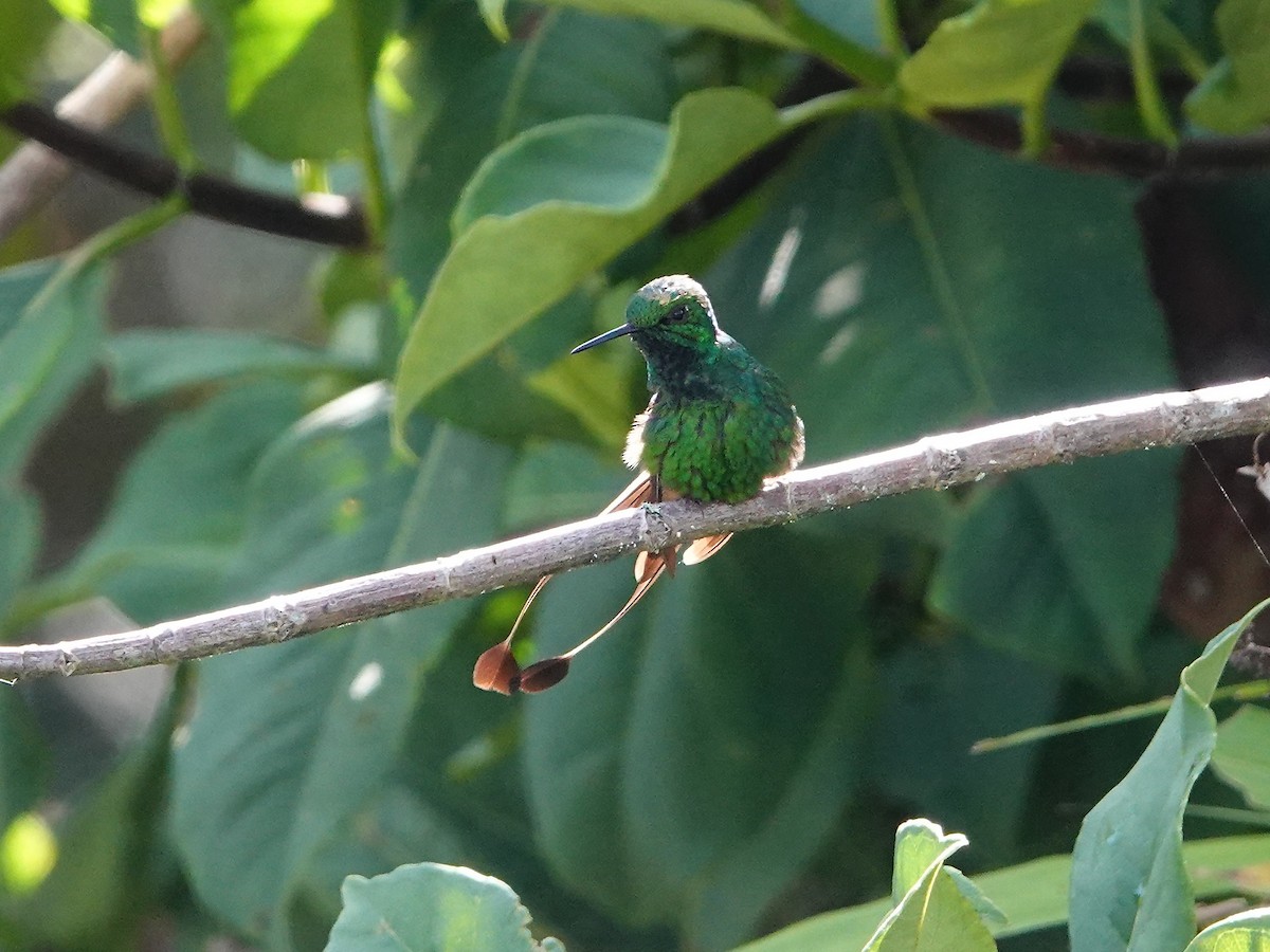 Rufous-booted Racket-tail - ML641274863