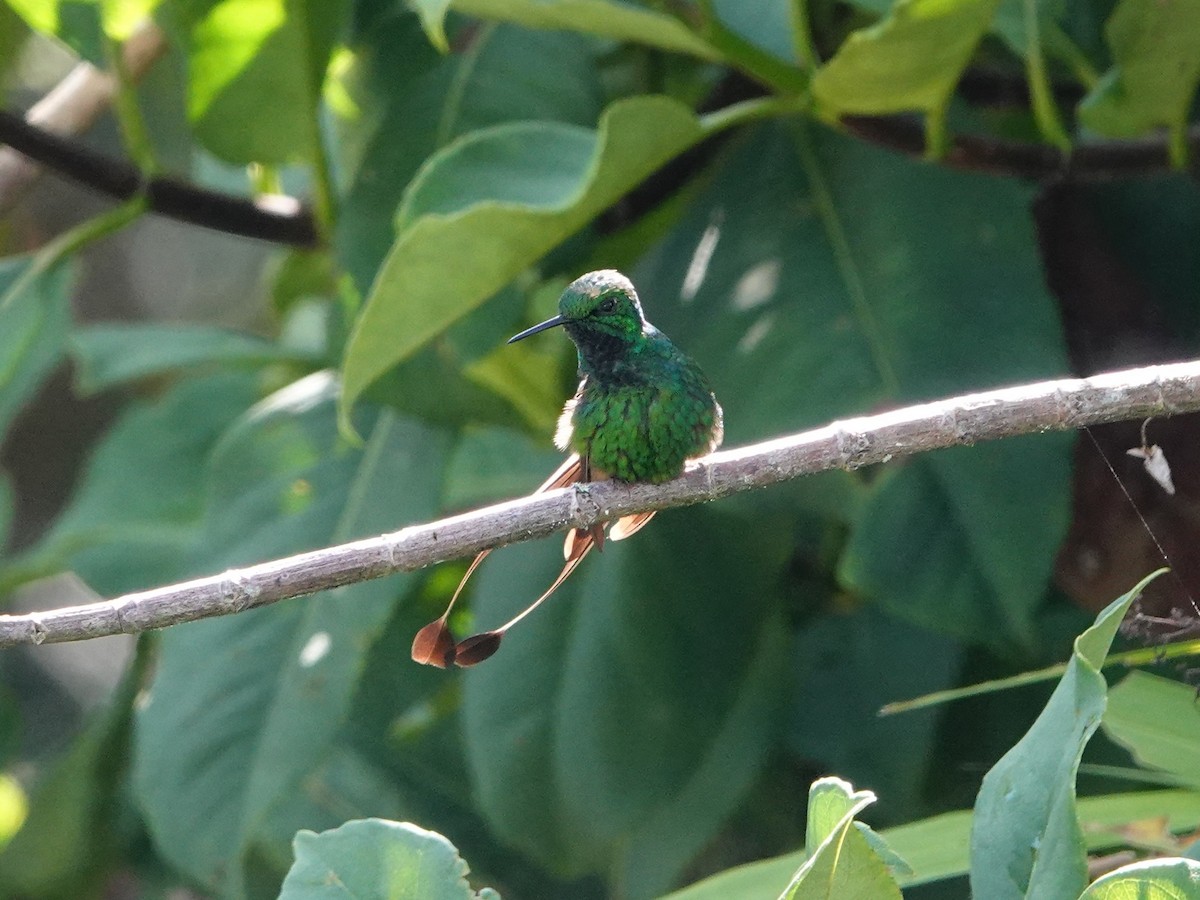 Rufous-booted Racket-tail - ML641274864