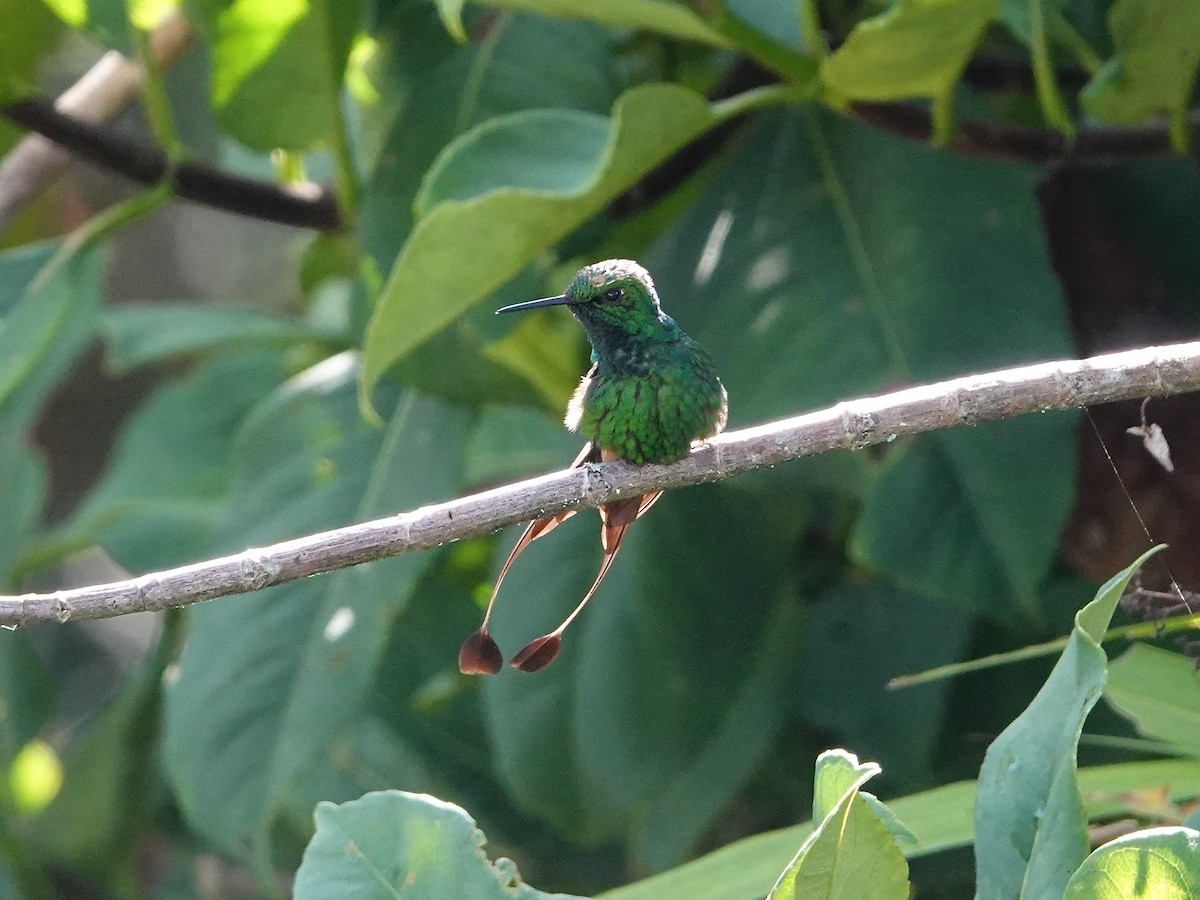 Rufous-booted Racket-tail - ML641274865