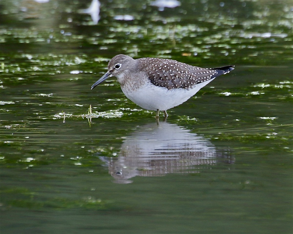 Einsiedelwasserläufer - ML641274883