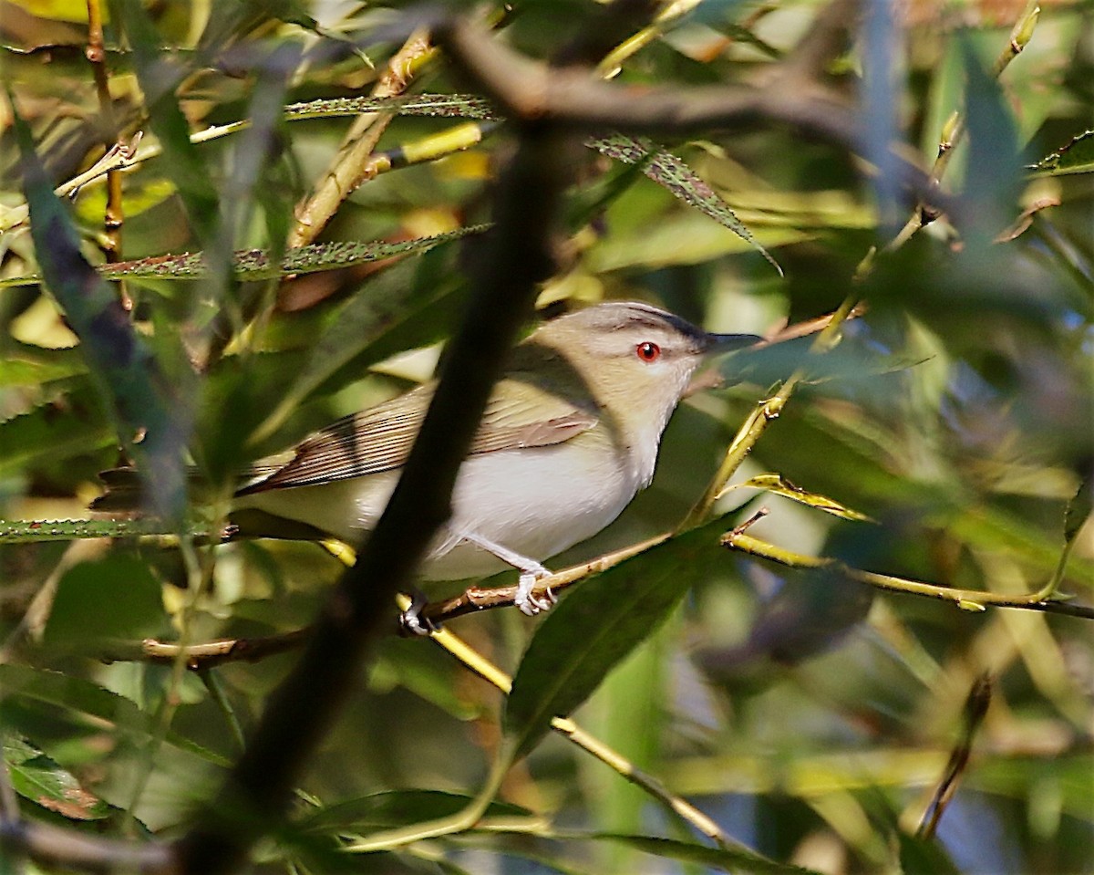 rødøyevireo - ML641274897