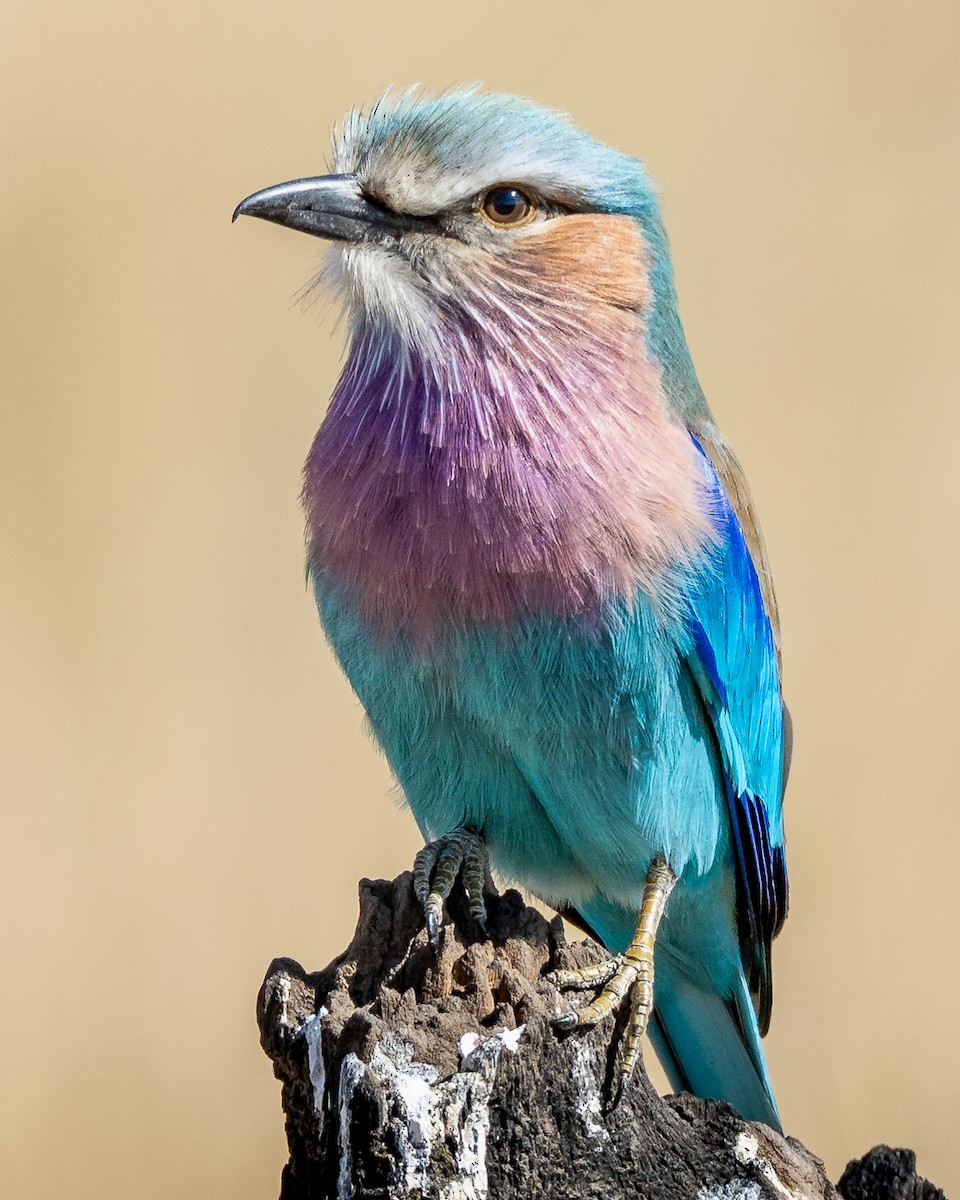 Lilac-breasted Roller - ML641274902