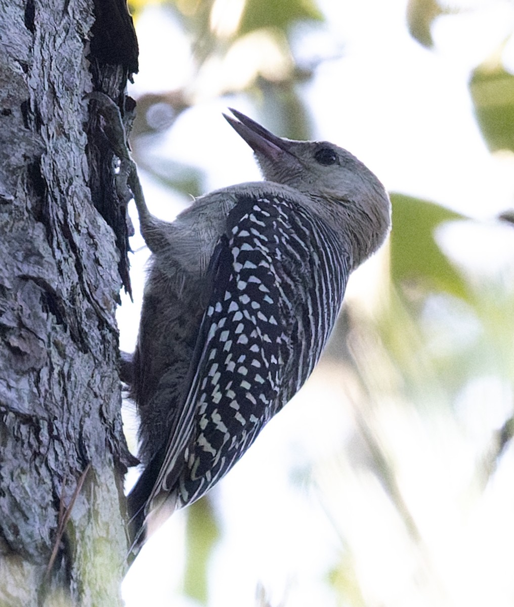 Red-bellied Woodpecker - ML641274907