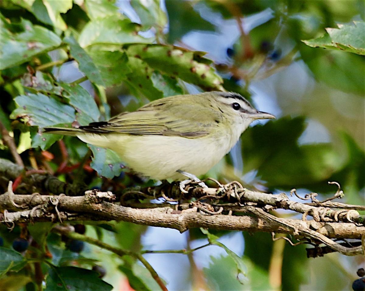 rødøyevireo - ML641274909