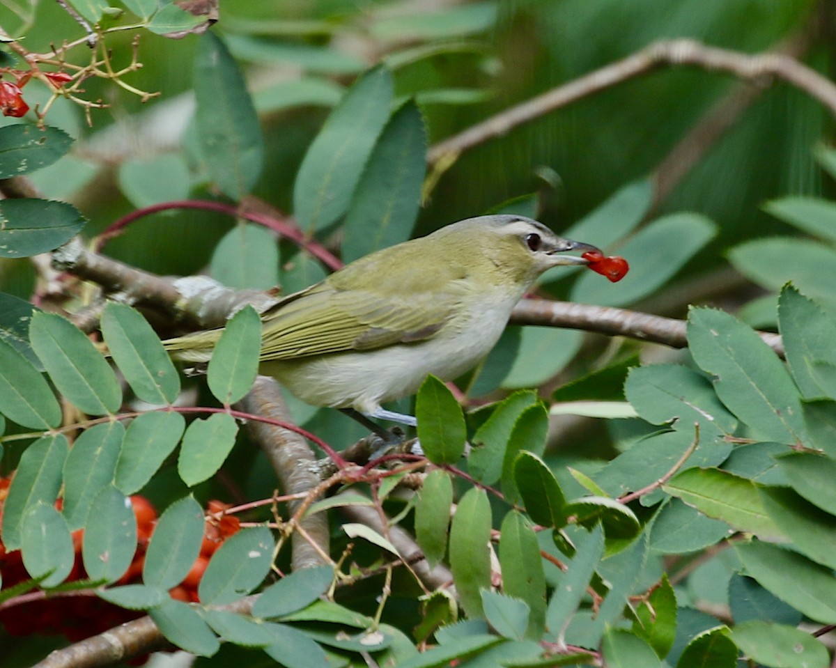 rødøyevireo - ML641274930