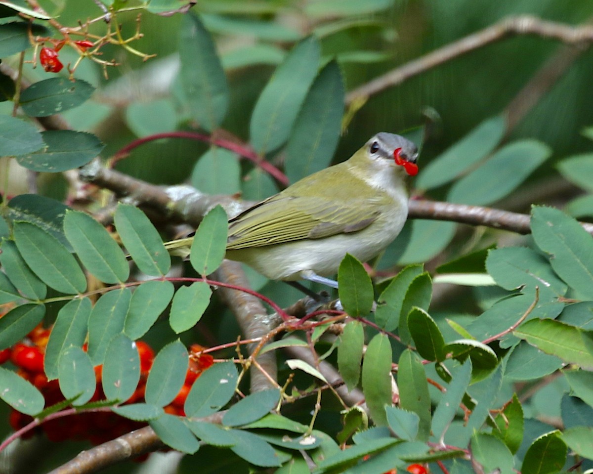 rødøyevireo - ML641274936