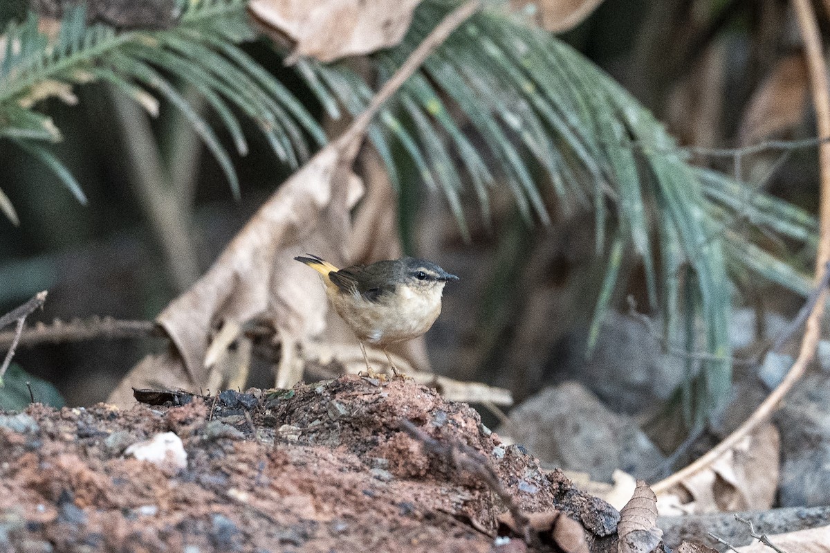 Buff-rumped Warbler - ML641274938