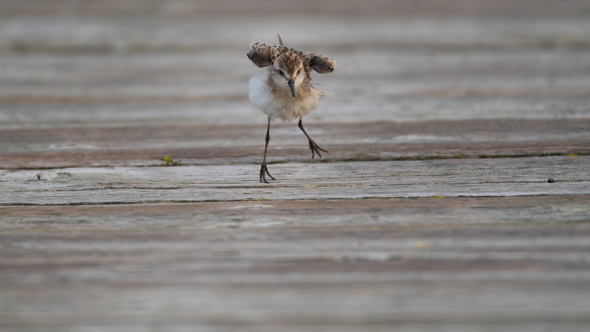 Semipalmated Sandpiper - ML641274964