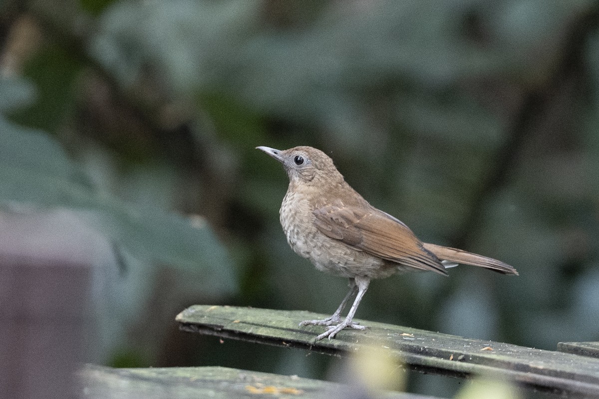 Cocoa Thrush - ML641274990