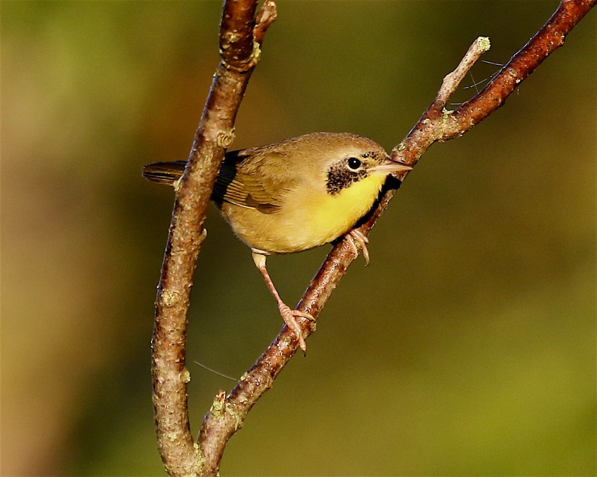 Weidengelbkehlchen - ML641274993