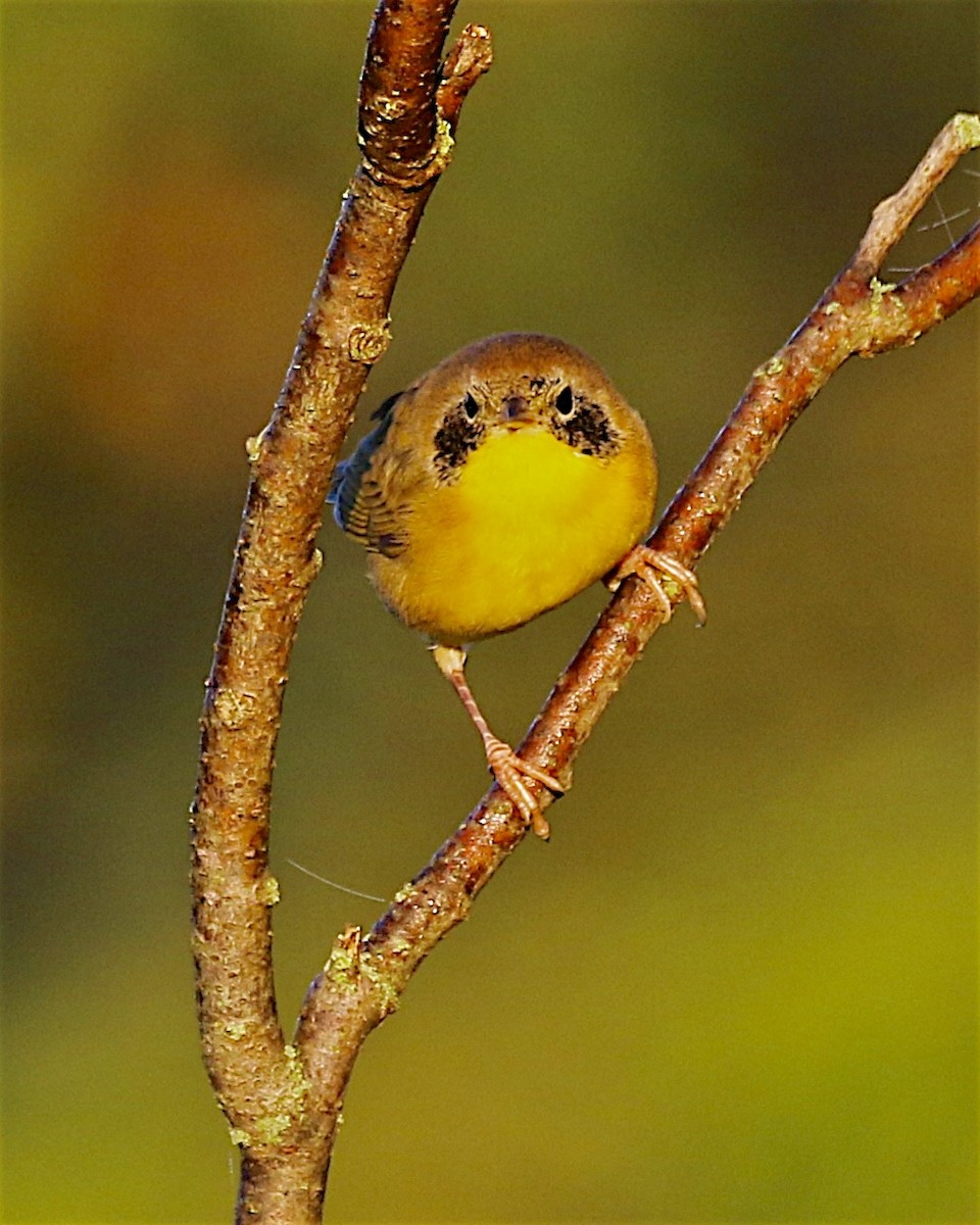 Weidengelbkehlchen - ML641274994