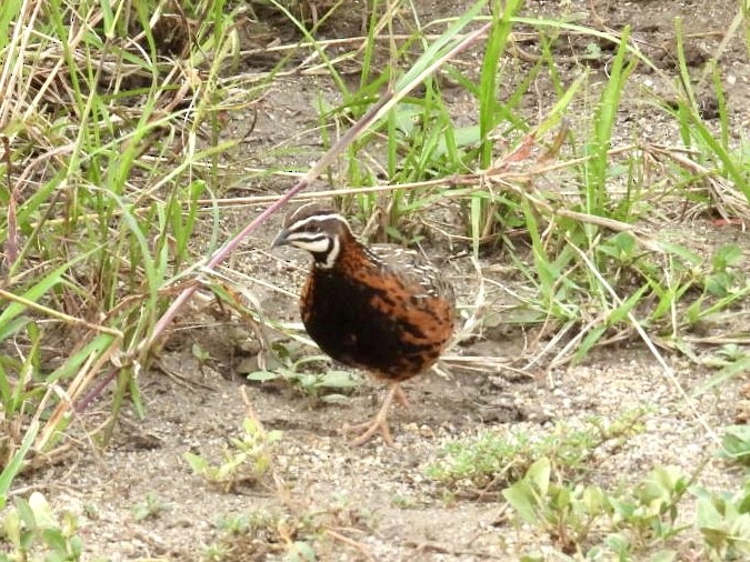 Harlequin Quail - ML641275015